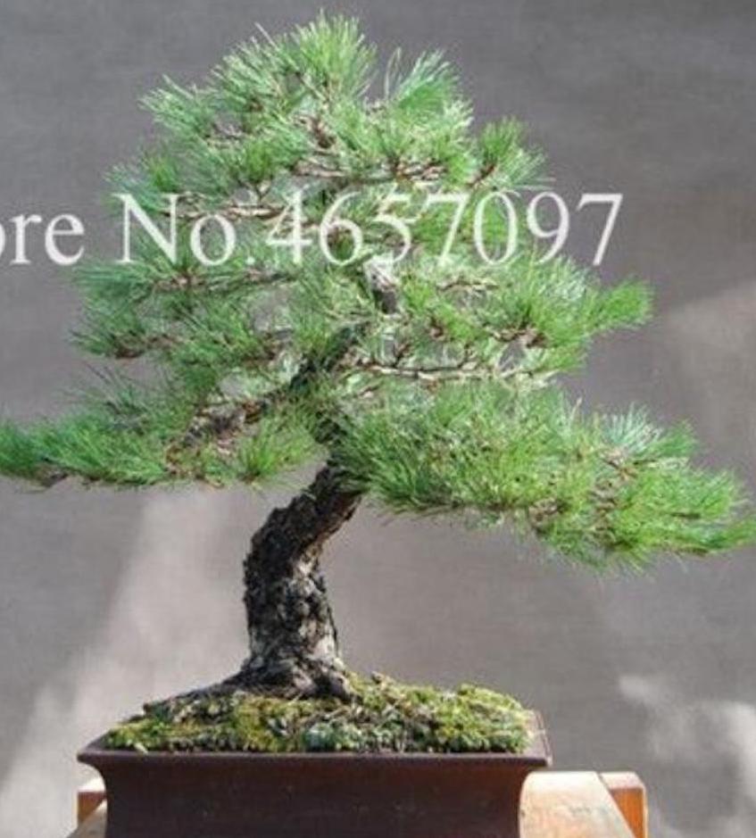 20 EXOTIC rare BONSAI PINE SEEDS for garden flower plant tree USA SELLER USPS