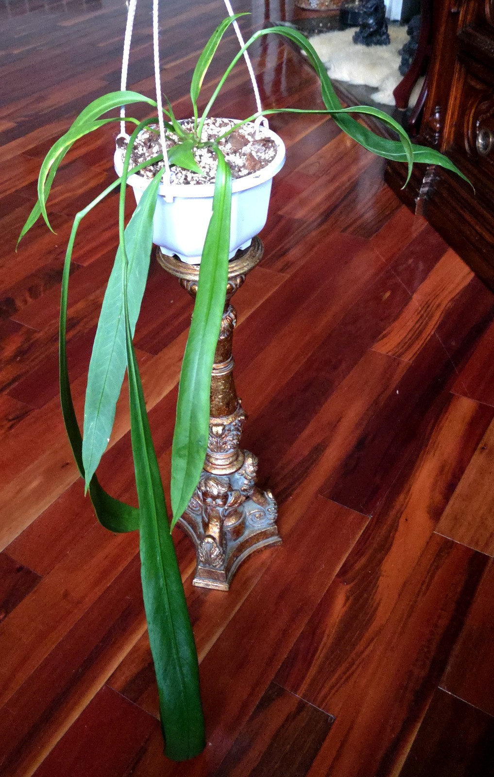 Rare XL Anthurium Vittarifolium 33″ Tall 28″ Leaves Not Philodendron Monstera