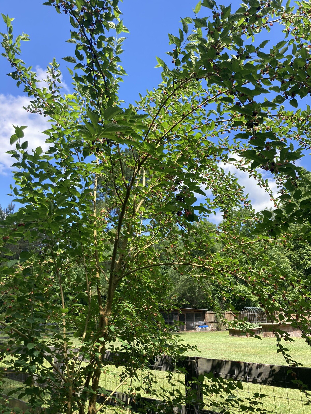 (2) Mature Florida Everbearing Black Mulberry Rooted Tree Cuttings 6” Bare Root