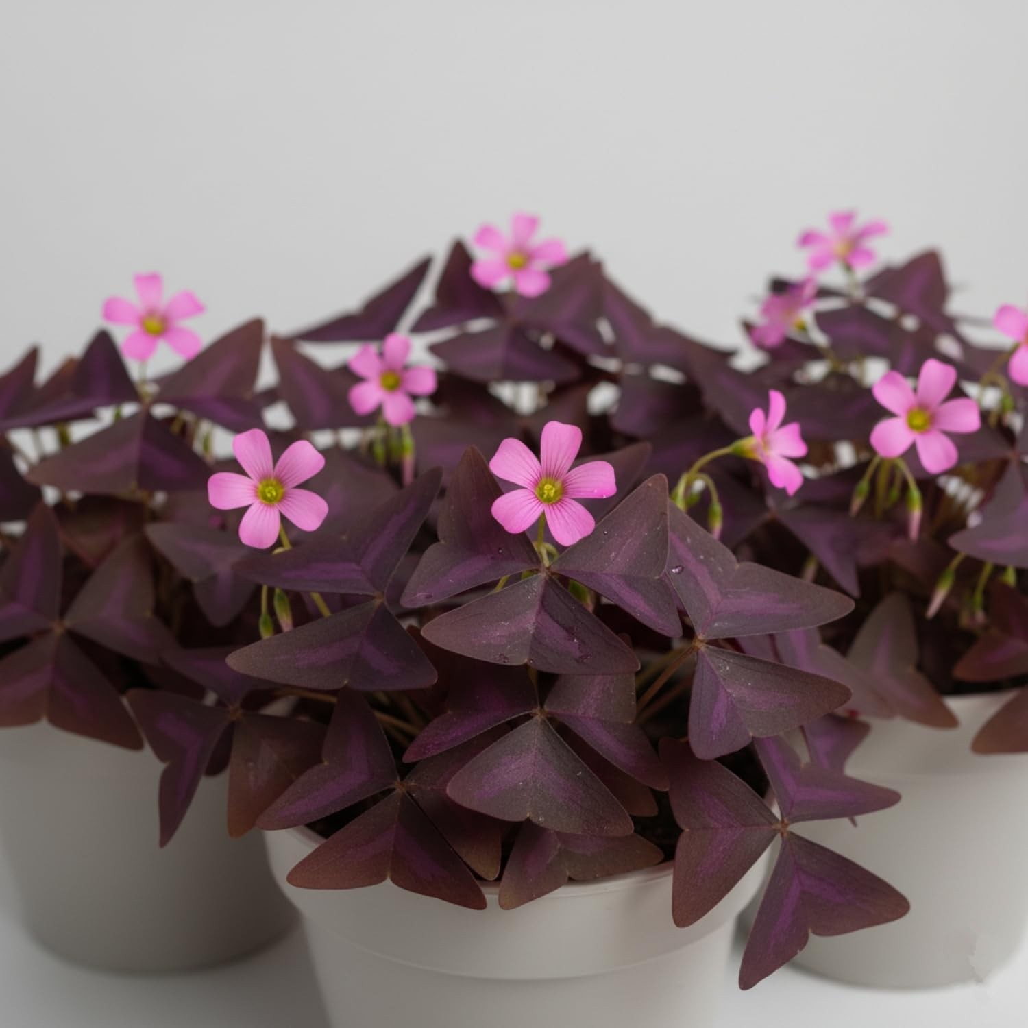 Pack of 24 Purple Shamrocks Bulbs, Oxalis Bulbs for Planting, Oxalis Triangul…
