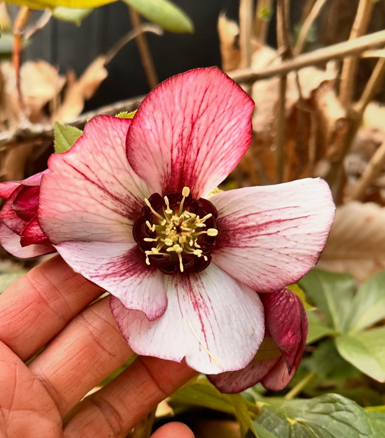 (4) Hellebores Collection. Live Plants. Package Deal!