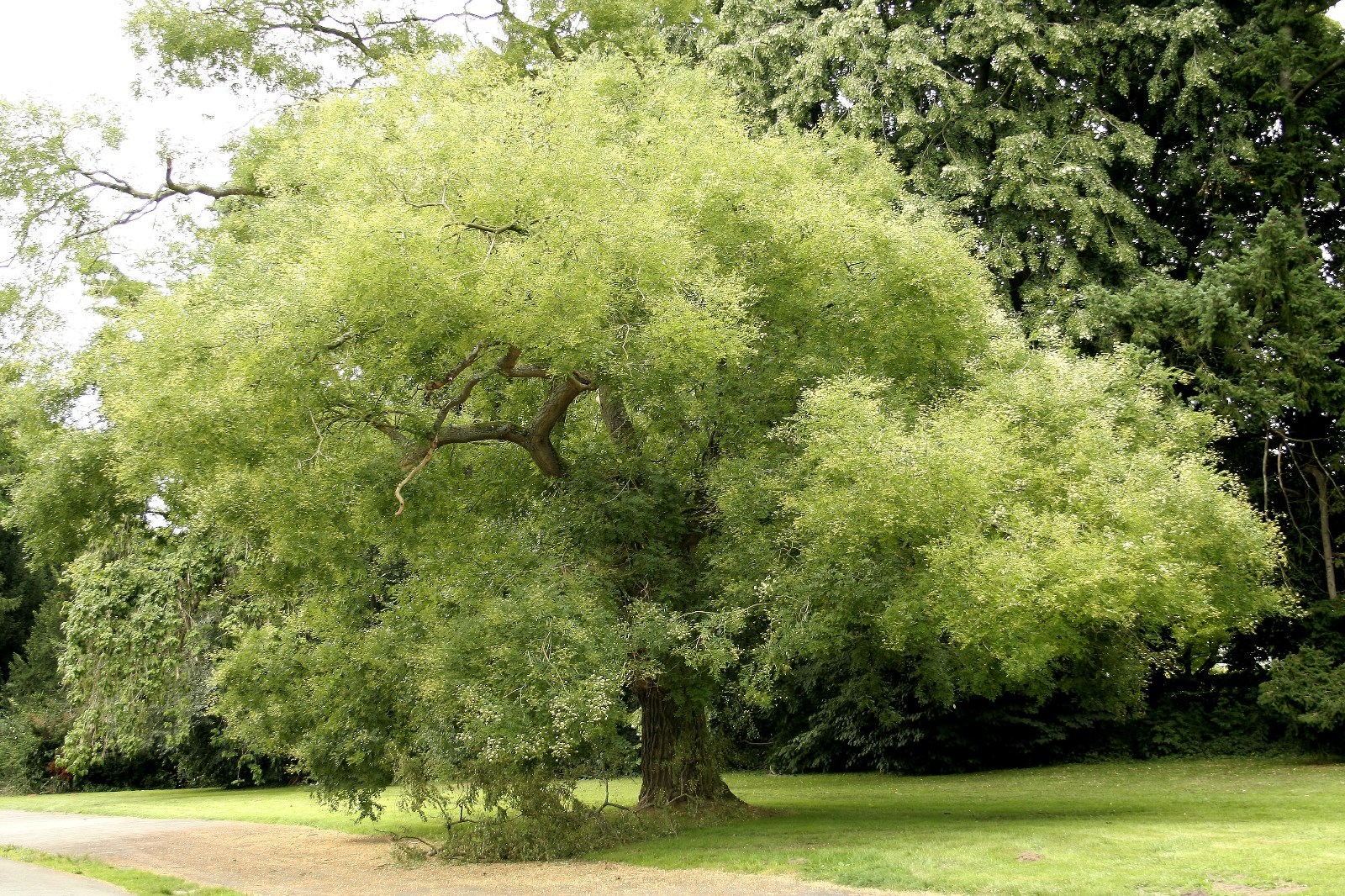 Japanese Pagoda, Sophora japonica, Tree Seeds