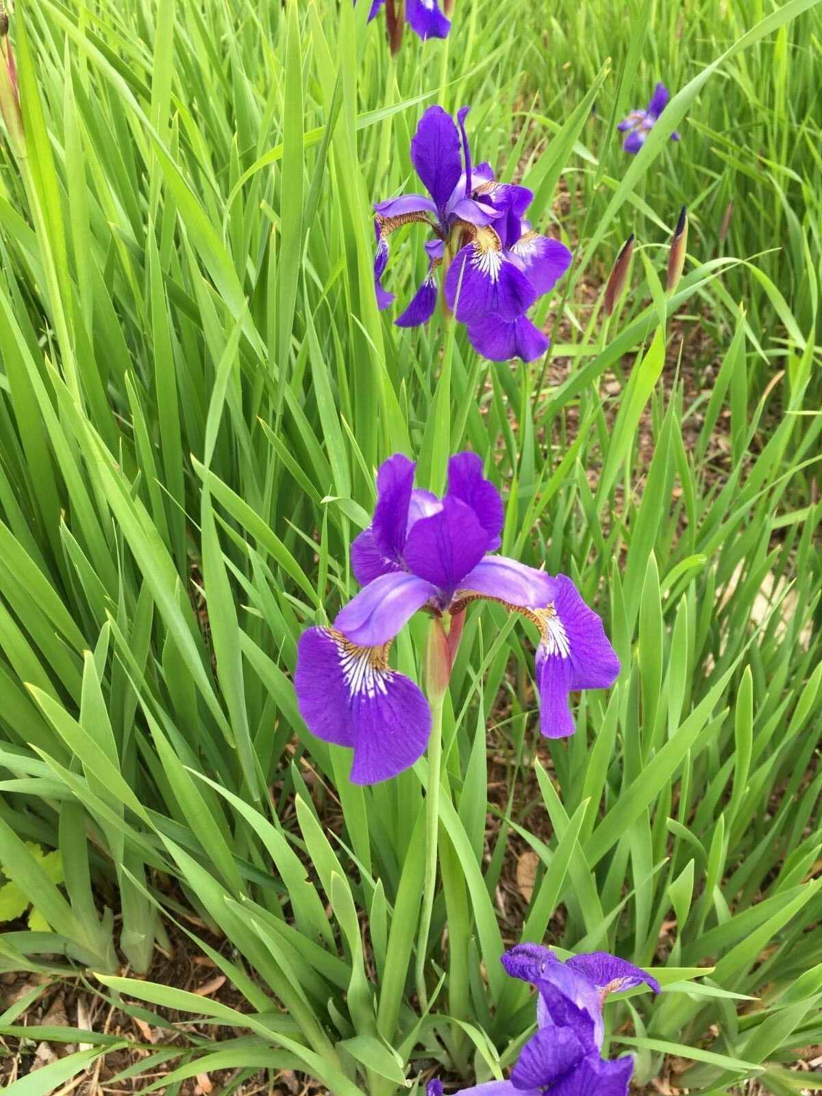 (50) Northern Blue Flag Iris seed (Iris versicolor) – Fall/Spring Planting