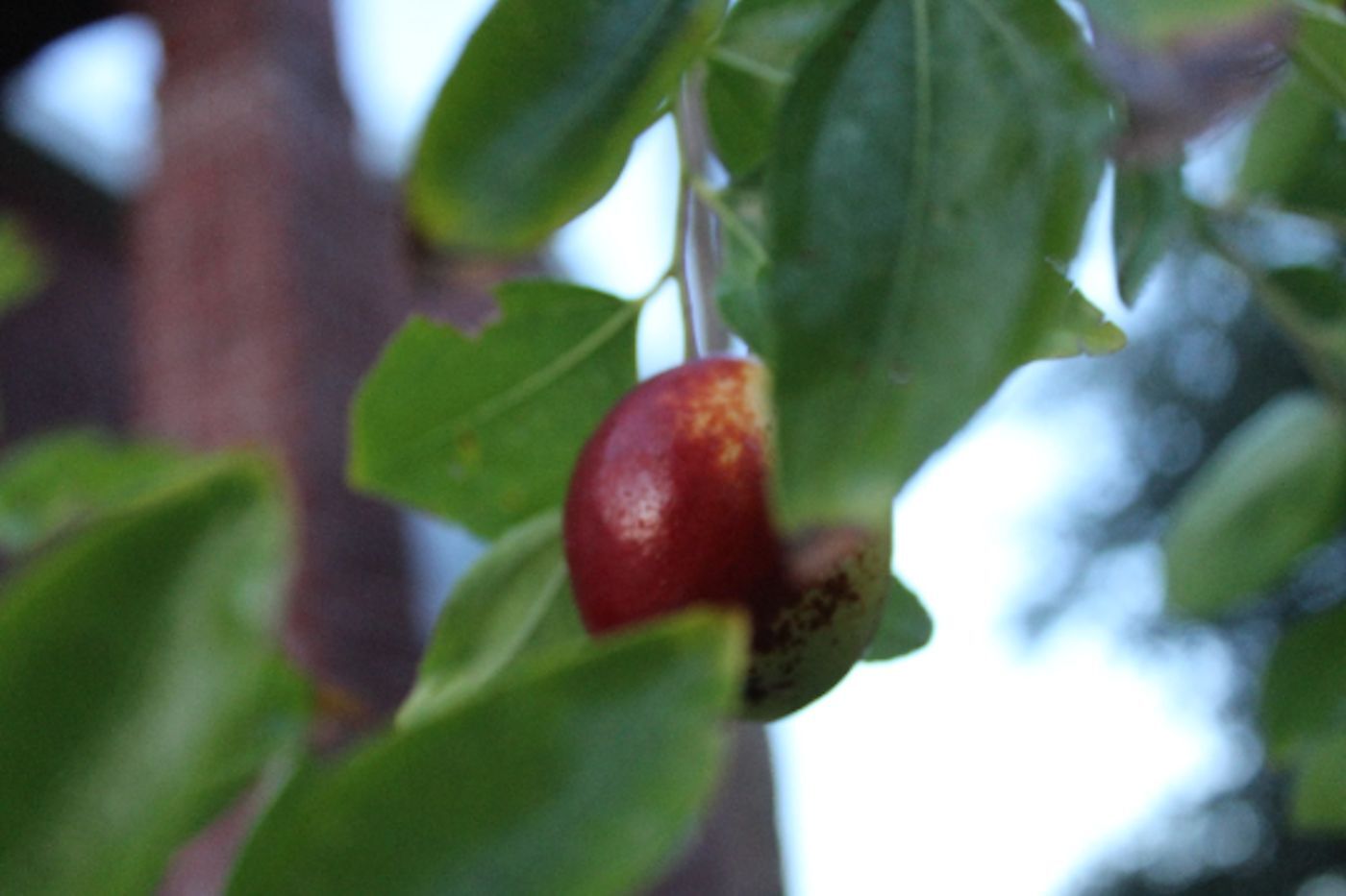 Ziziphus mauritiana Seeds – Indian Jujube Tree -RARE Tropical – zizyphus