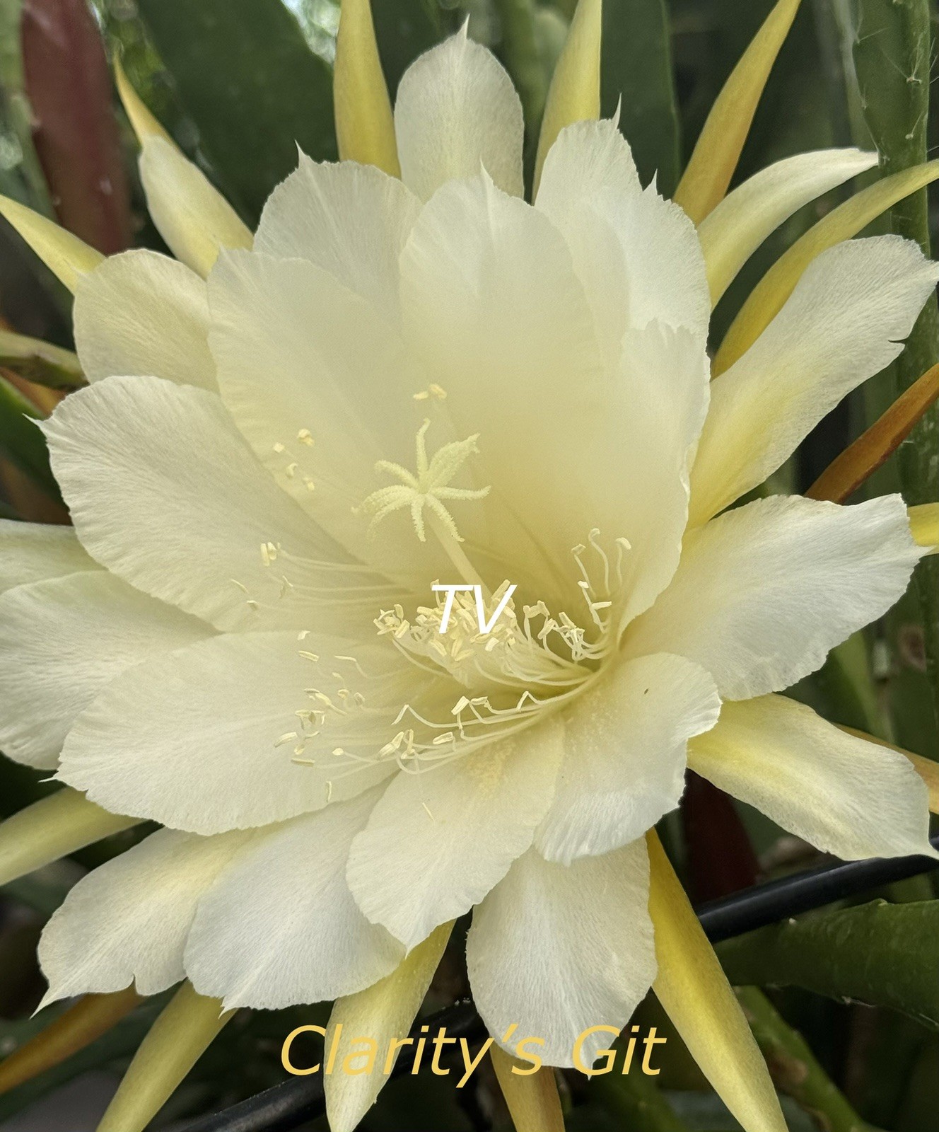 1 Elegant White Epiphyllum Orchid Cactus Cutting, 7-10in long