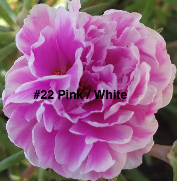 Moss Rose ( Portulaca Grandiflora ) , Mix, 10 unrooted Cutting