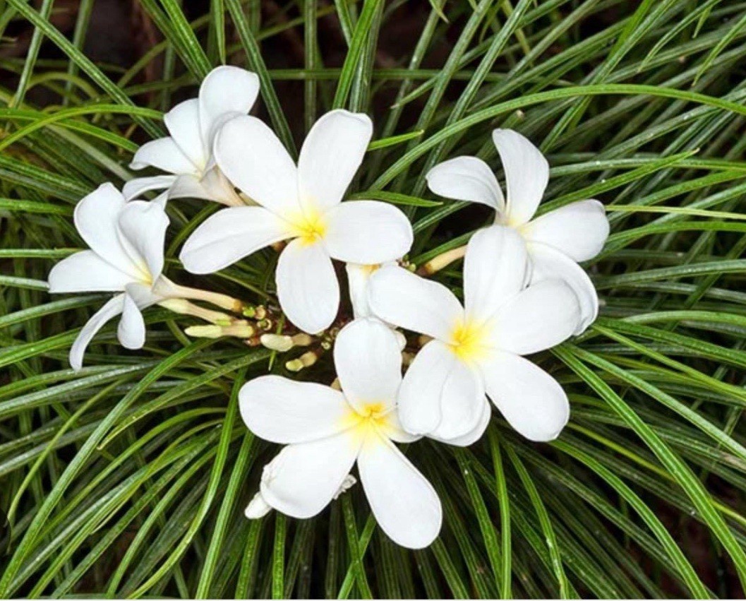Plumeria Filifolia~Needle Leaf Plumeria~Well Rooted & Grafted Plant~Very Rare!