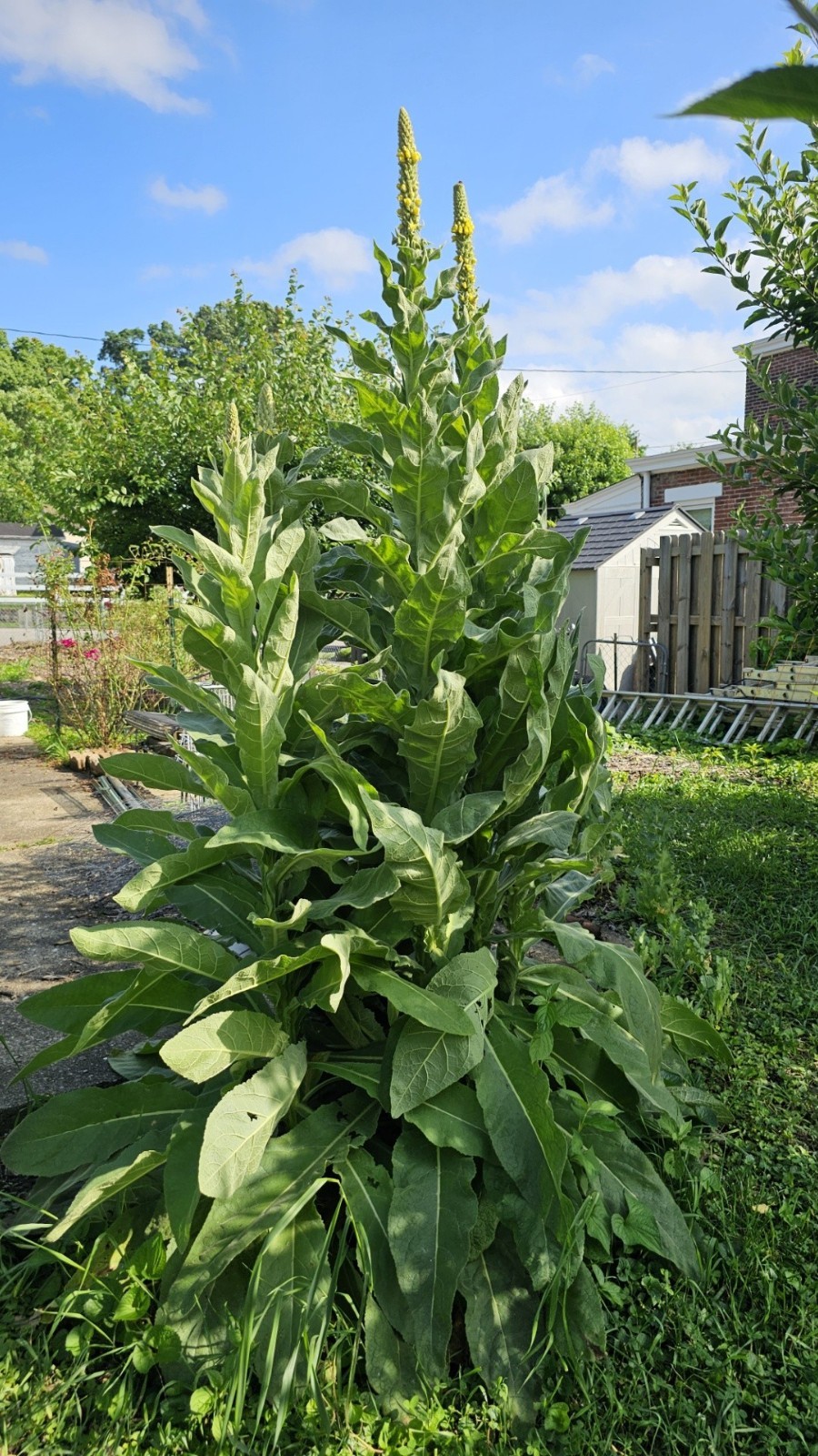 Great Mullein (Verbascum Thapsus) 1000 seeds/1 gram ORGANIC/2025
