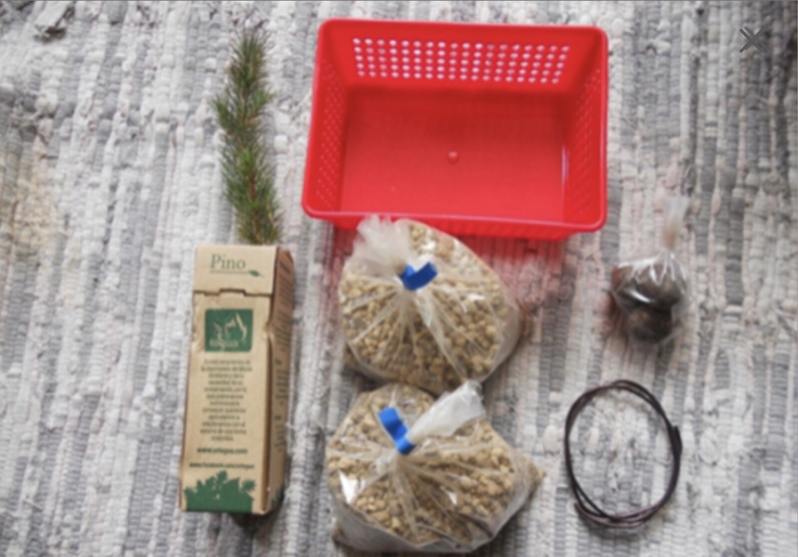 Norway Spruce bonsai starter kit(Picea abies) seedling 4 to 8 inches