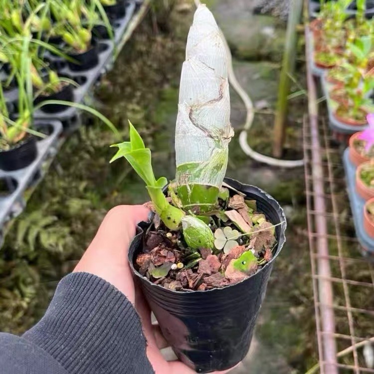 Dark Burgundy Orchid Blooming Size Mature Plant