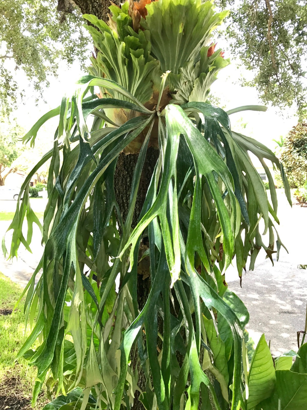 PLATYCERIUM WILLINCKI ‘PH27’ – LARGE and FAST growing WITH PUP ! – cedar mounted