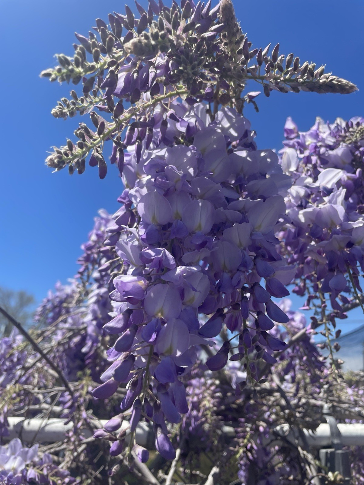5 Chinese Wisteria Seeds Color Purple