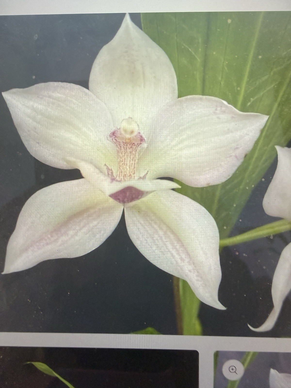 ORCHID PLANTS Ink cheyenne Marble Pink Ice one single bulb bare root no pot