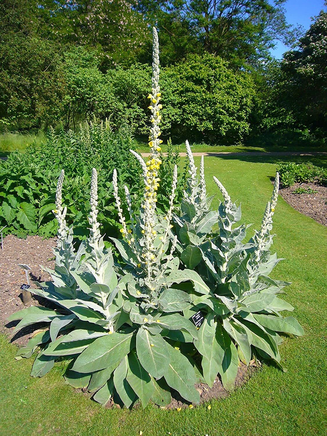 Bulk 100 Seeds Mullein Seed Ornamental Plant Flowering, Heirloom- Non GMO – Open