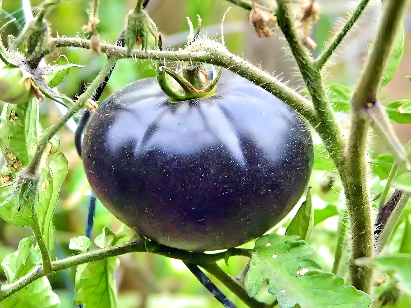 Black Beauty, Tomato