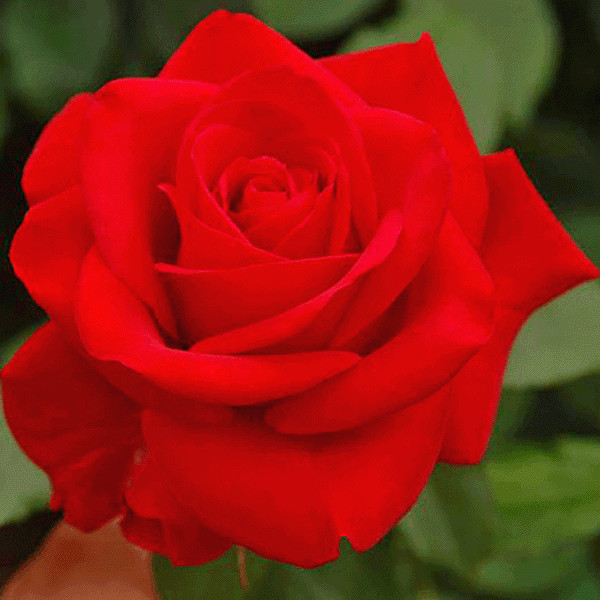 First Lady Nancy Reagan Scarlet Landscape Rose Seedling