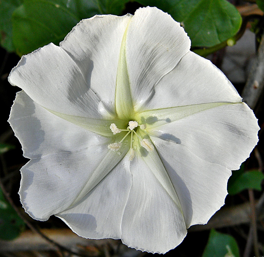 MOONFLOWER WHITE Night Flowering Vine Ipomoea alba Moths Pollinate USA 25 Seeds!