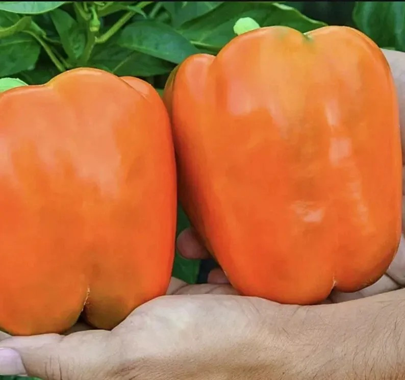 120+ Orange King Bell Pepper Seeds — Sweet ———- Heirloom — NON GMO