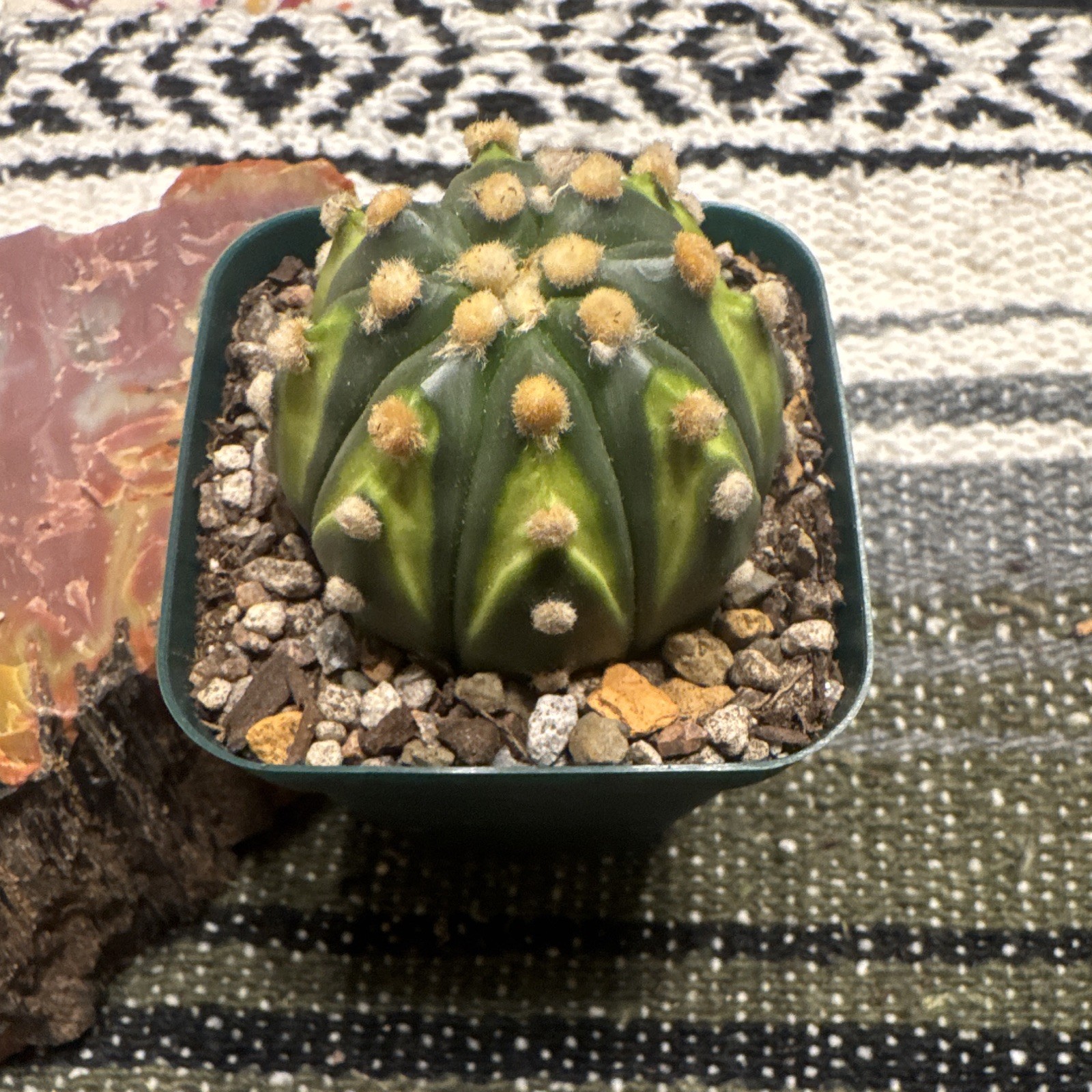 Astrophytum Asterias, Approx 2 inches.