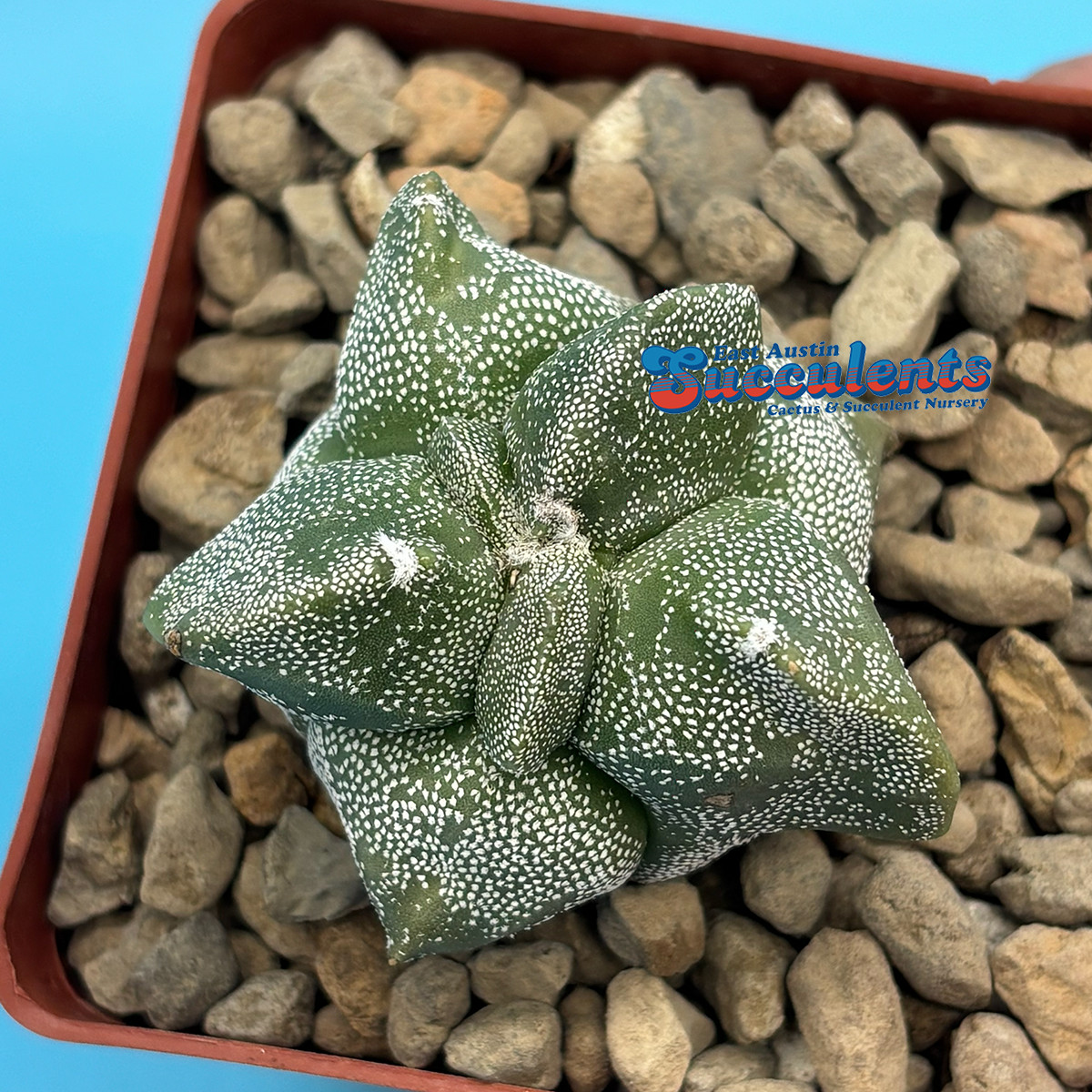 Astrophytum myriostigma ‘Alien’ (124) Live Rooted Cactus