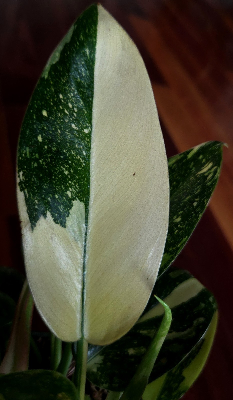 Rare XL Philodendron Congo Nuclear Galaxy Clump 17″ Tall Not Monstera Anthurium