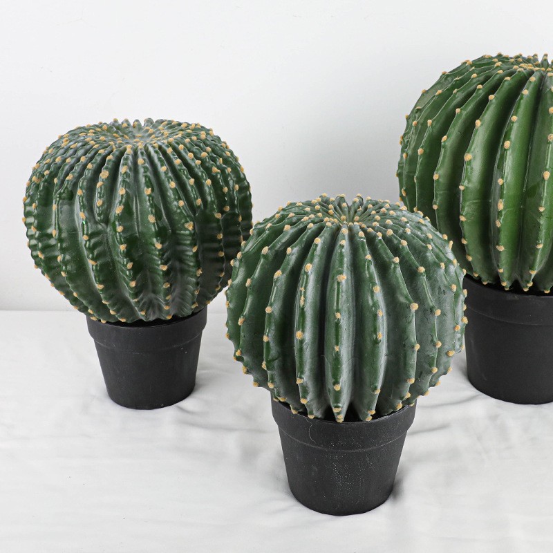 One of Special Beautiful SUCCULENT Cactus Red colour flower rooted plants