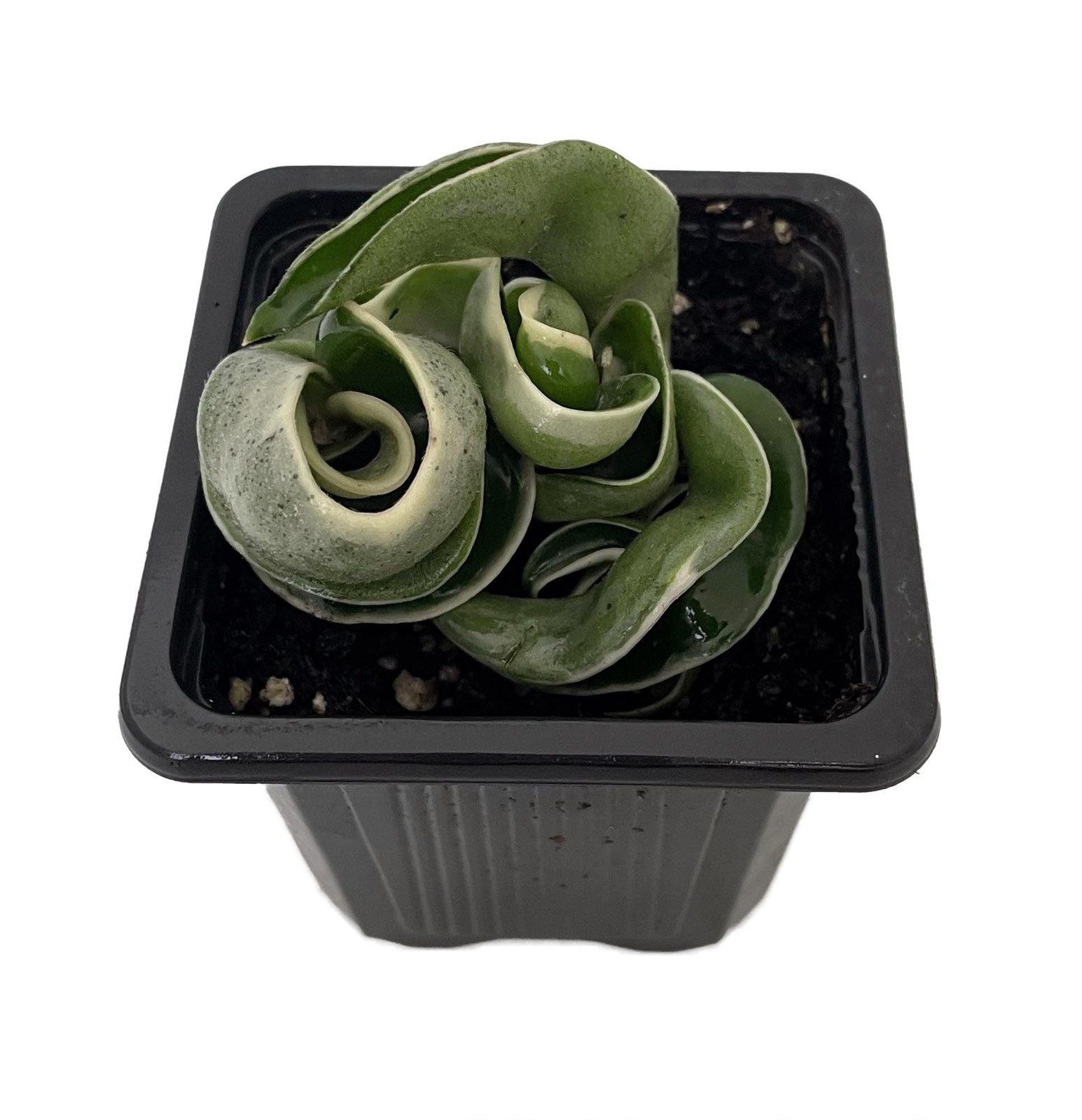 Variegated Hindu Rope Plant – Hoya – 2″ Pot