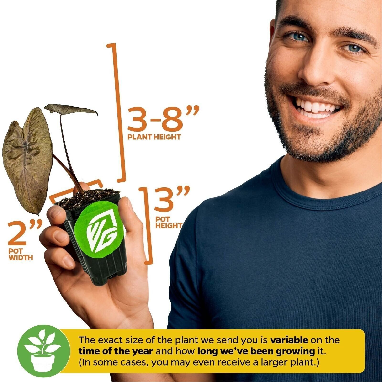 Black Magic Elephant Ear – Colocasia esculenta