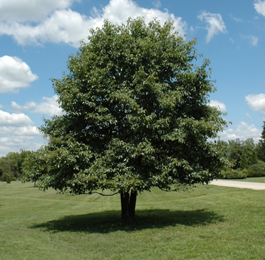 Black Gum Tree (Nyssa sylvatica) – Live Tree in Quart Pot (6–12″ Tall)