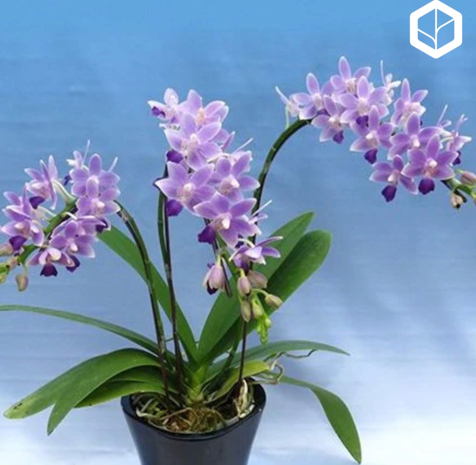 Phalaenopsis Summer Rose ‘Blue Star