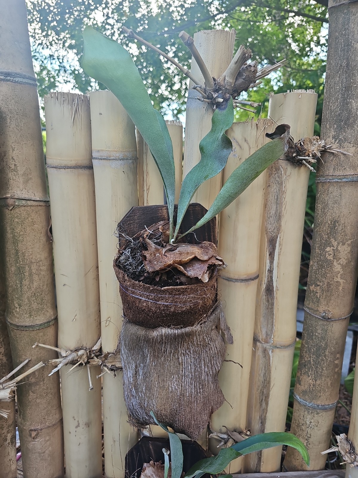 Hanging Staghorn Fern Platycerium bifurcatum Mounted On Wood