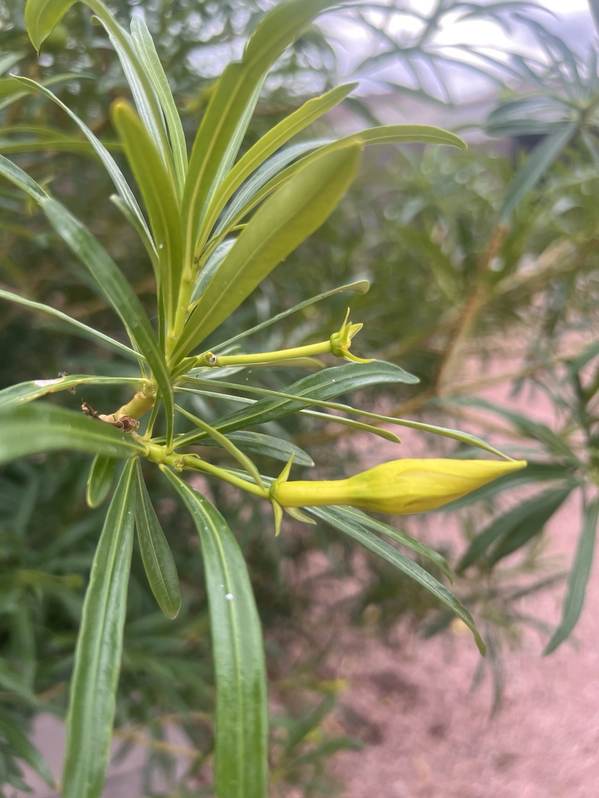 Yellow Oleander (Cascabela) Shrub Budding Plant (30 seeds) Full Sun
