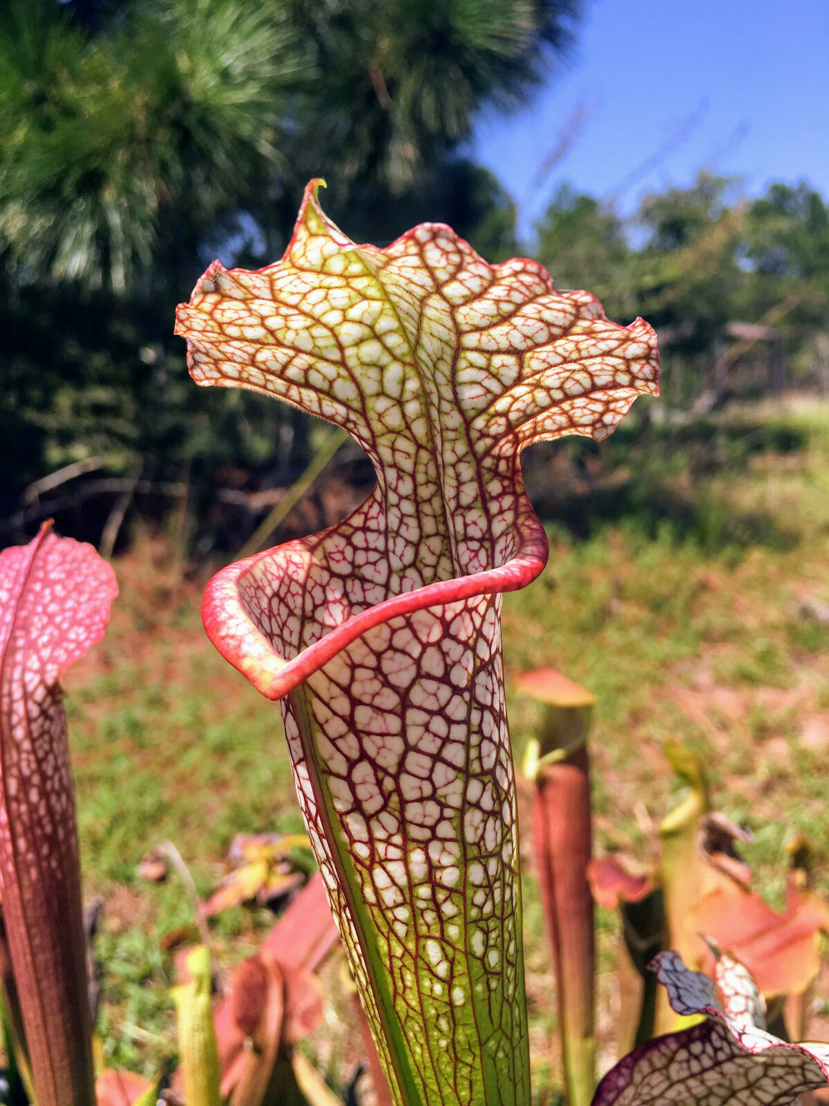 CARNIVOROUS PITCHER PLANT: Sarracenia leucophylla