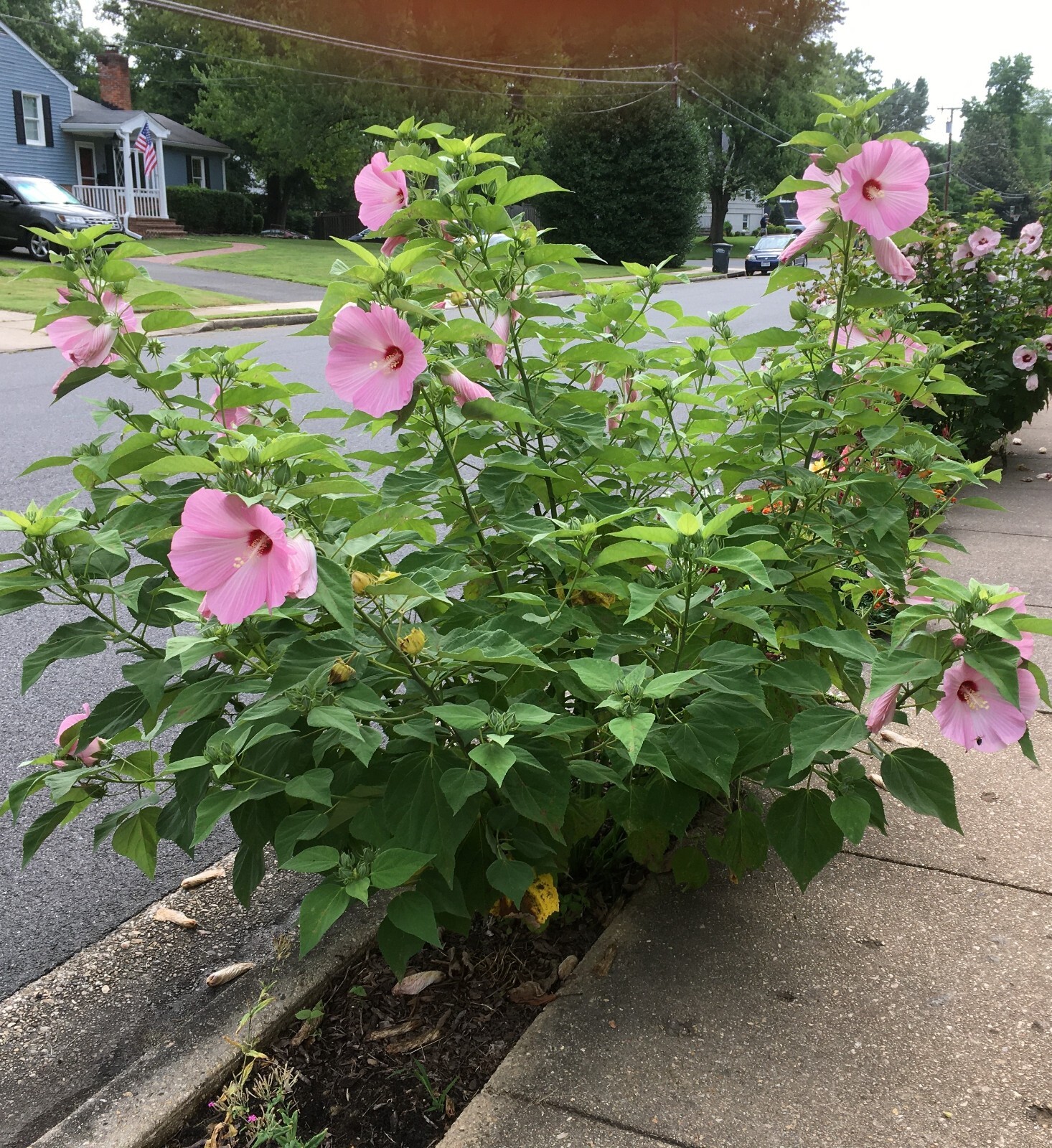 30 Pink Swamp Rose Mallow Seeds – Hardy Hibiscus Moscheutos, organic crop 2024