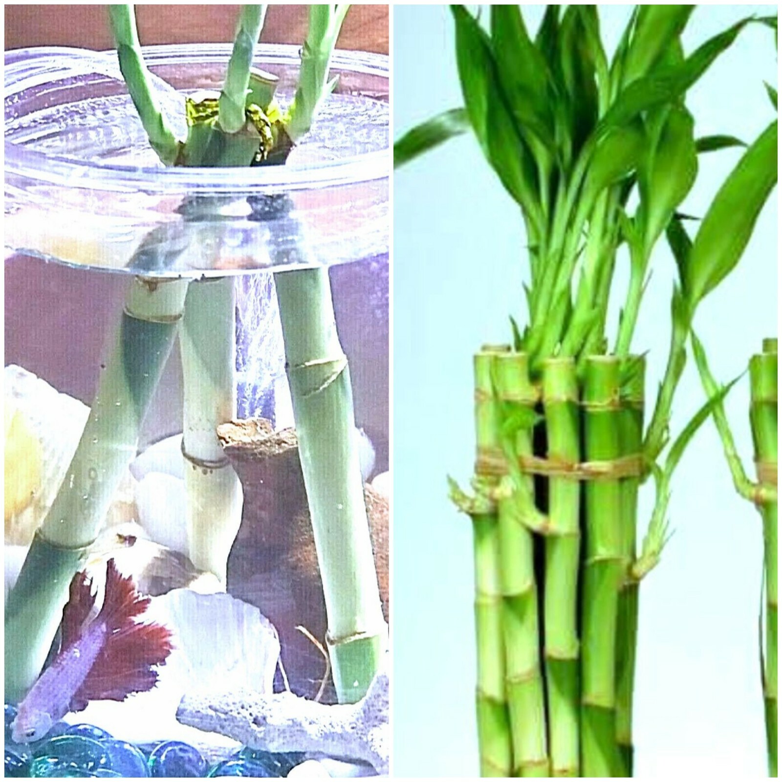 6″ Lucky Bamboo Plants 5 Stalks, FREE Butterfly Stake, GIFT, Feng Shui, Indoor