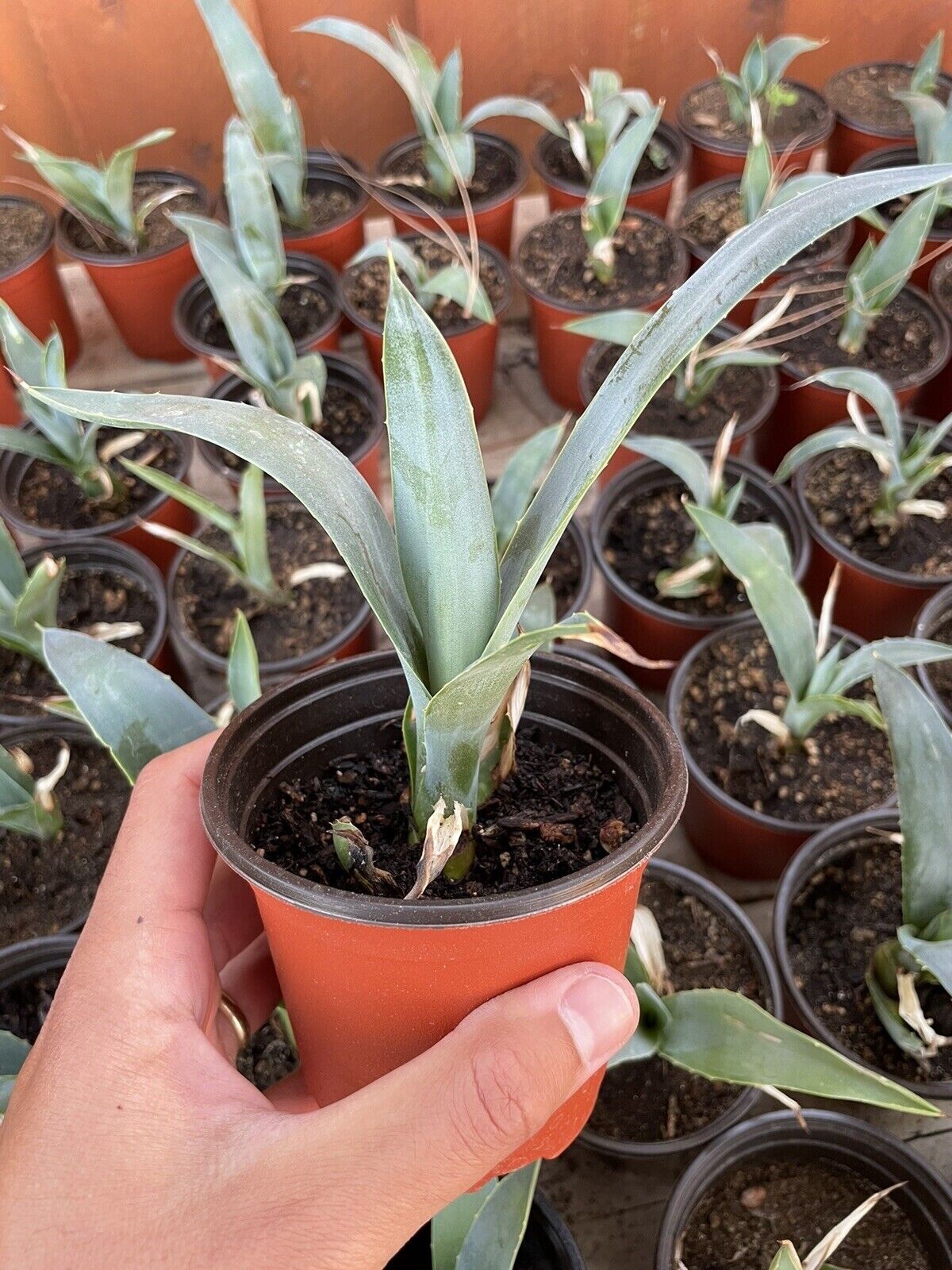 4″ Blue Agave Plant Planter (A. Tequilana) Indoor/Outdoor Succulent Home Decor