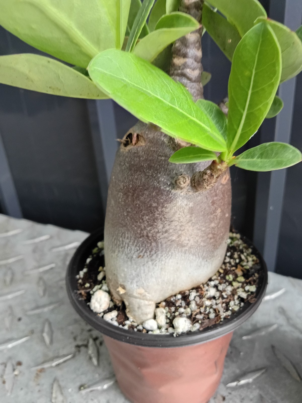adenium black skin these are fully rooted potted plants