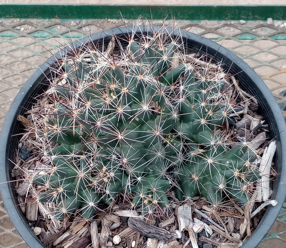 Coryphantha macromeris Giant Green Bean Tubercle Cactus Very Cold/Heat Hardy