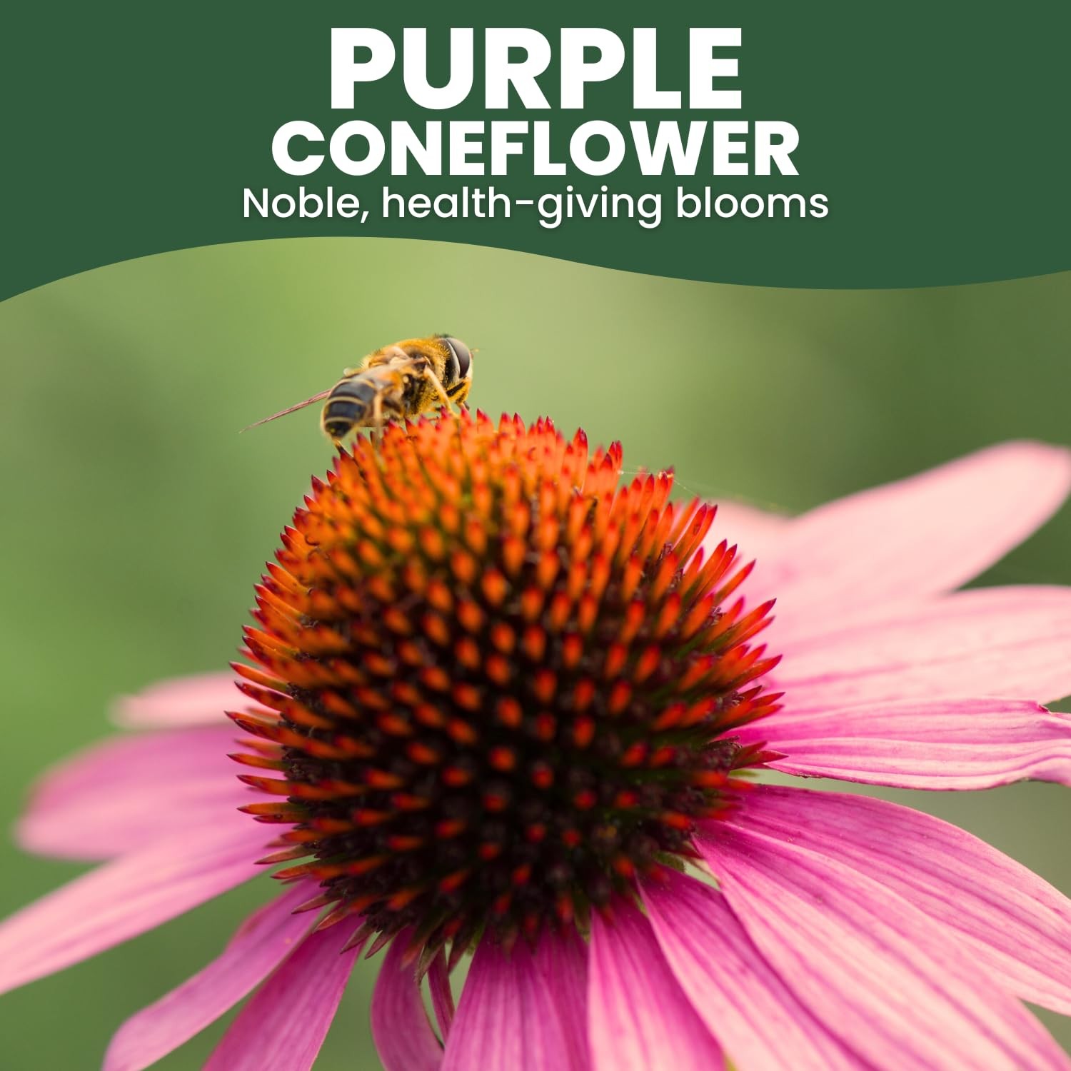Purple Coneflower Seeds – 28,000 Count for Planting – 2026 Season – 4 Ounce