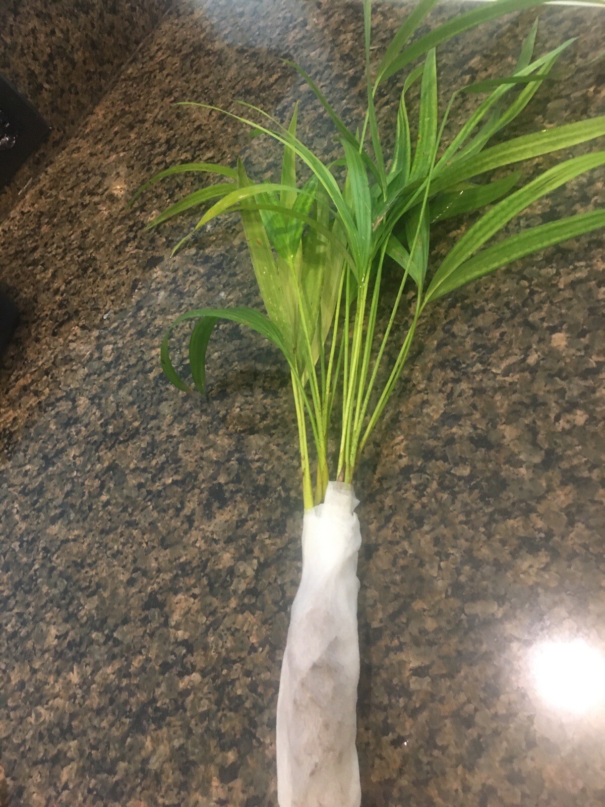 6 Areca palm 8” Starter seedling LIVE PLANTS! Fully Rooted! VERY Healthy!
