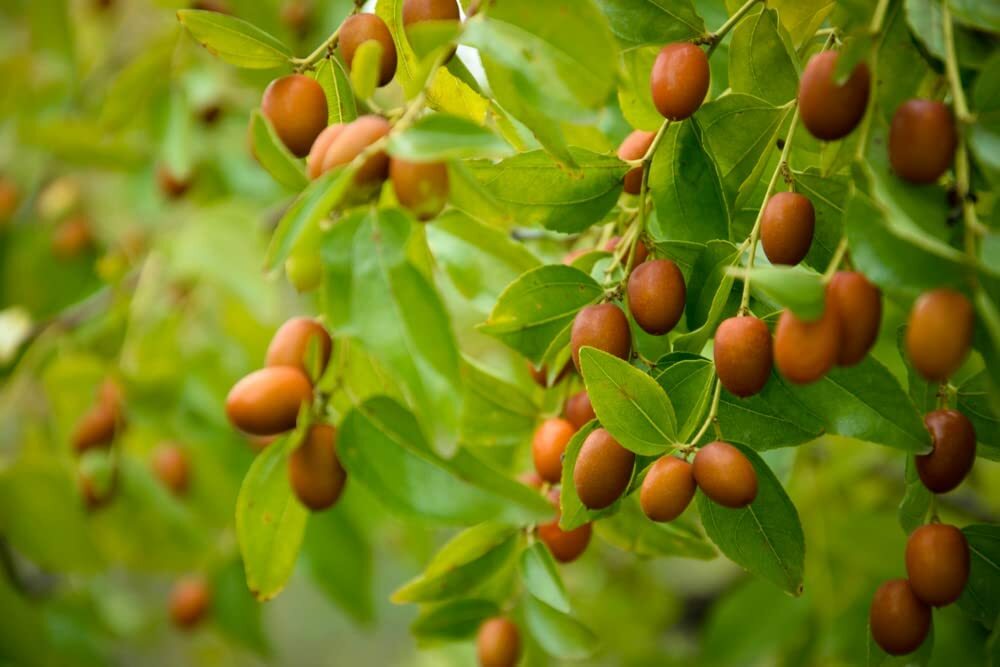 6 Seeds Chinese Date Tree Seeds for Planting Jujube Chinese Date Tsao Zizi