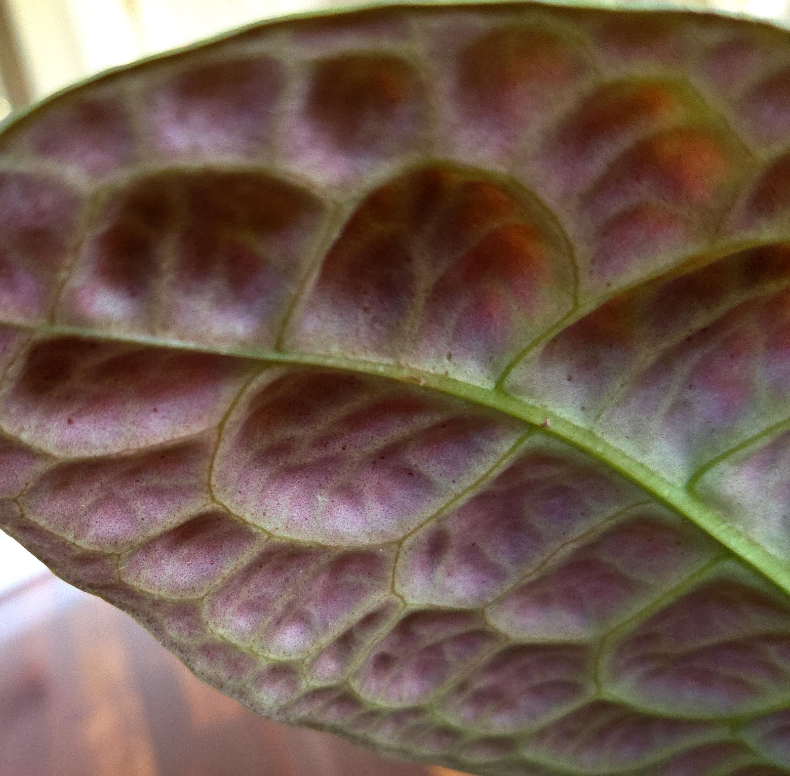 Rare Labisia Kura Kura 14″ Tall 2 Plants Aroid Not Philodendron Monstera