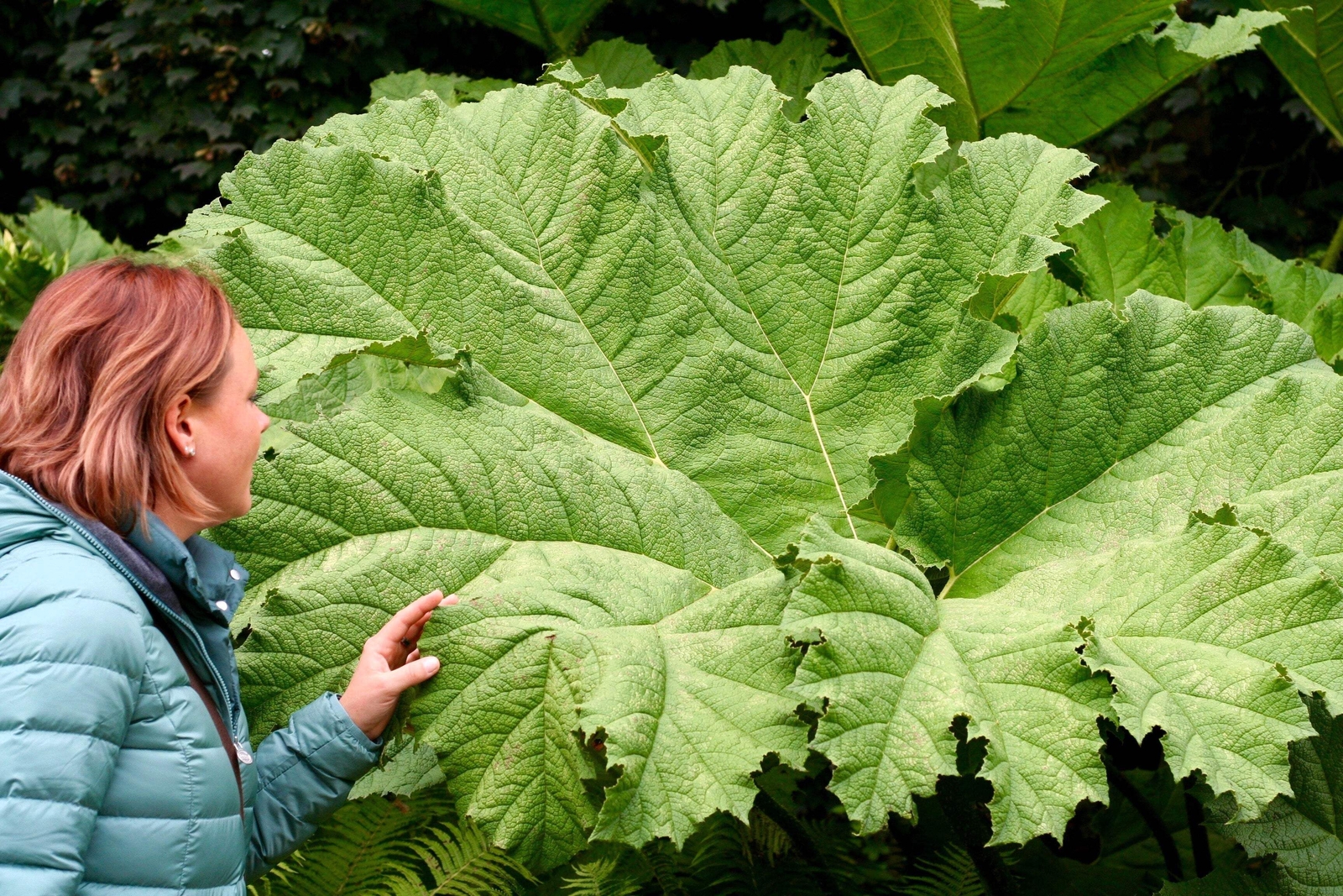 10 GUNNERA MANICATA 6′ Leaves! Giant Rhubarb Dinosaur Plant Moist Shade Red Flow
