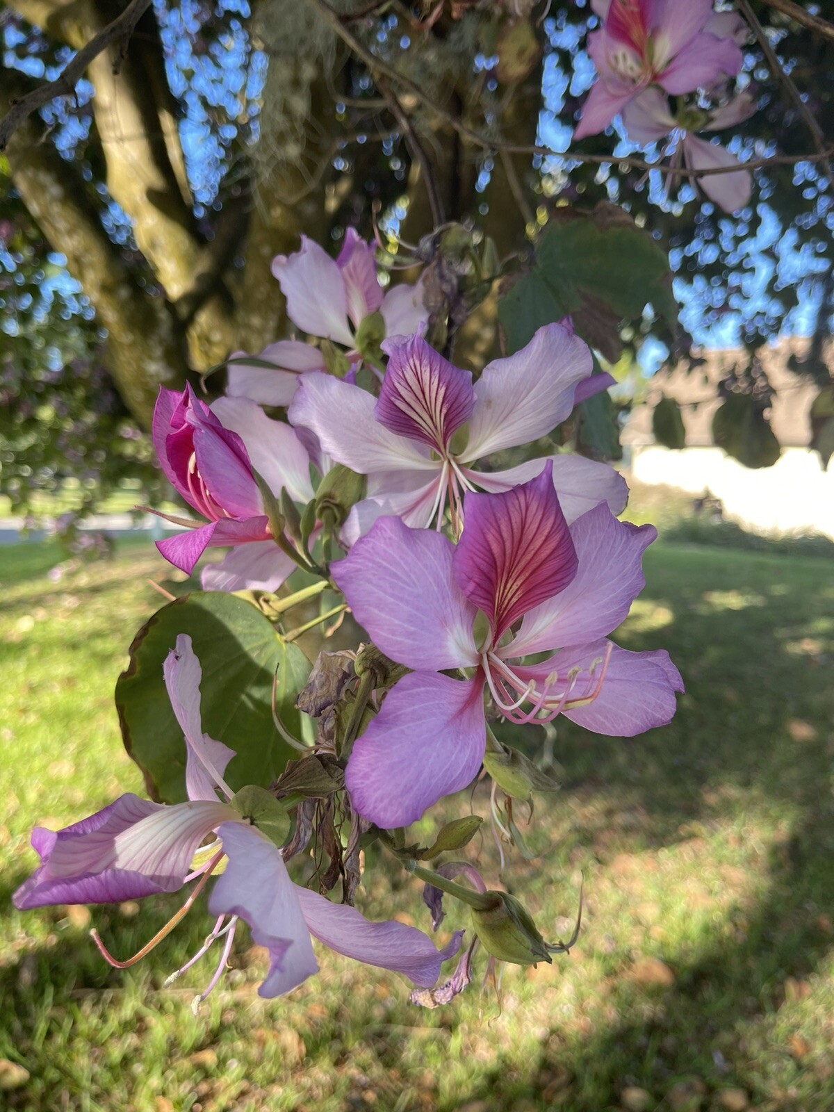 Guaranteed To Grow Orchid Tree (Bauhinia Purpurea) Seeds- Florida Homegrown