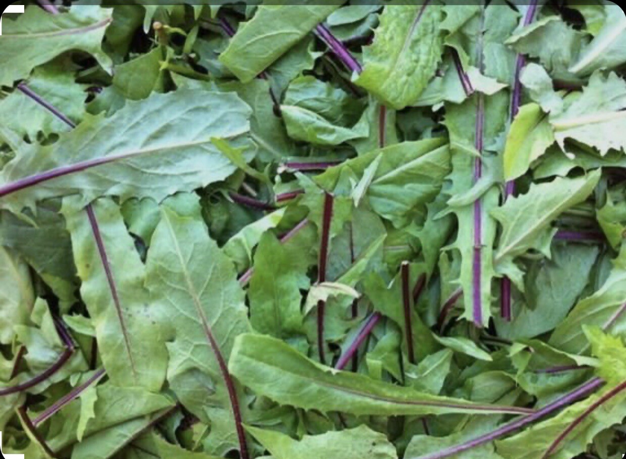 600 Plus Chicory-Italian Dandelion-Non GMO-Open Pollinated.