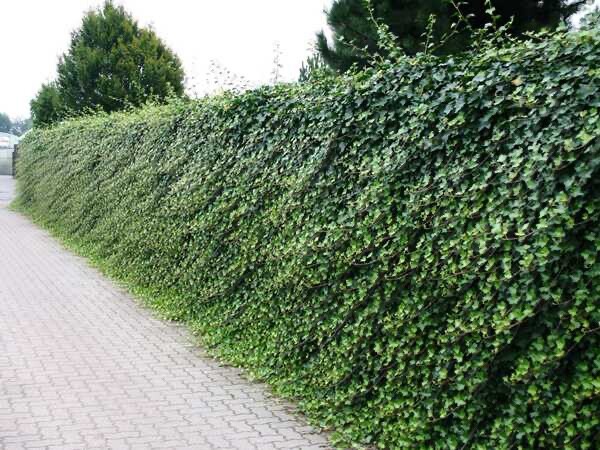 10 Live English Ivy cuttings w/roots ready to plant 6-10’´