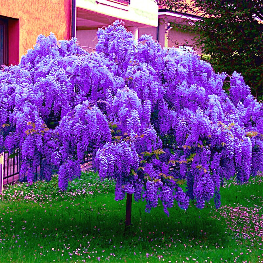 5 Chinese Wisteria Tree Seeds Fast Climber Flower Vine, Cold Hardy Bonsai Plant