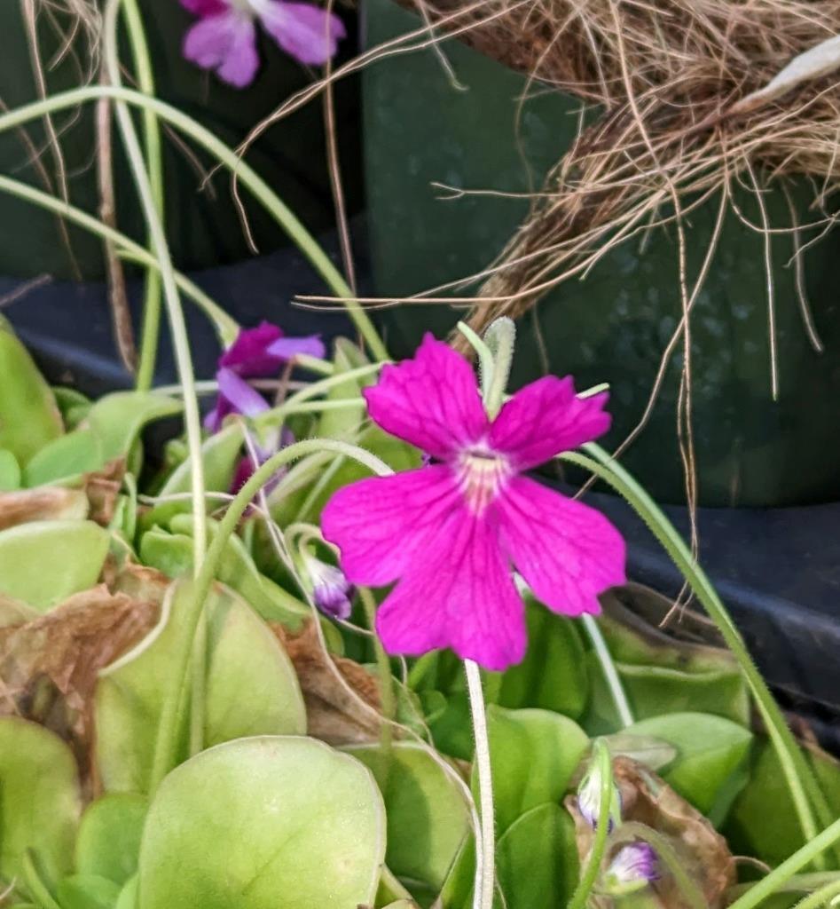 Blooming Size Carnivorous Plant Pinguicula laueana x emarginata. Butterwort!