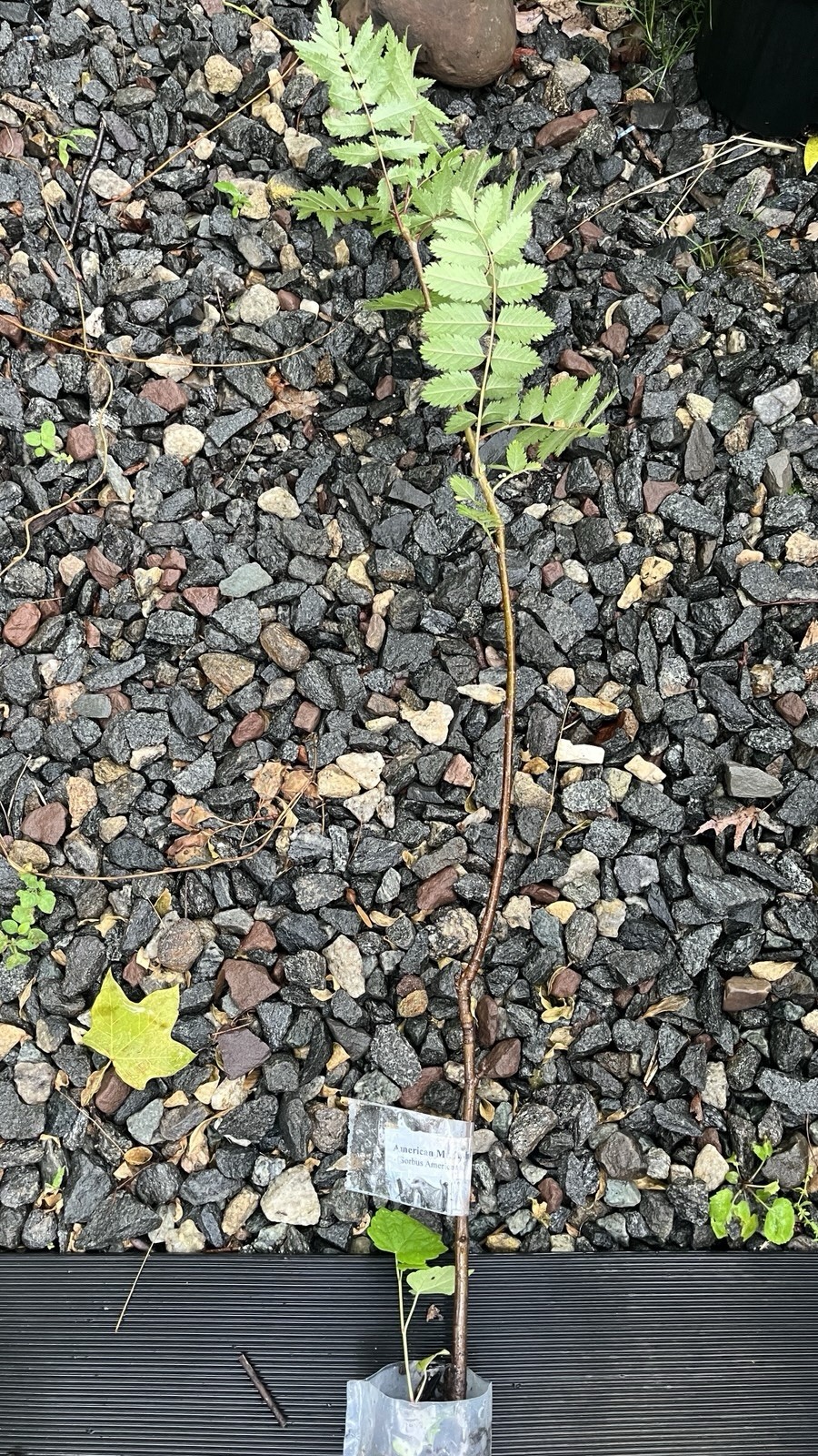 2-3 ft tall American Mountain Ash (Sorbus americana) 2-3 year old tree seedling