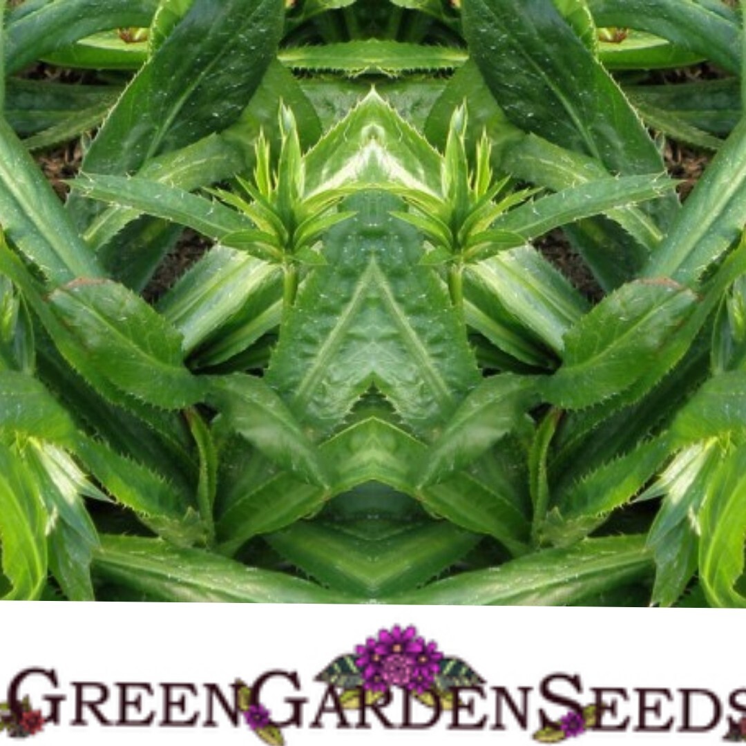 500 culantro seeds | recao | ngò gai | CILANTRO| coriander 8 wks to germinat